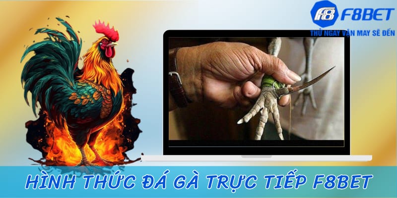 Các hình thức đá gà trực tiếp được kê thủ ưu tiên hàng đầu