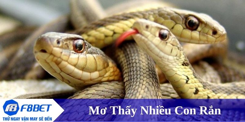 Giải mã ý nghĩa khi mơ thấy nhiều con rắn 